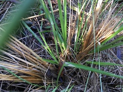 Urochloa mutica