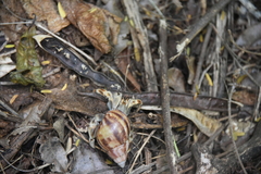 Coenobita violascens