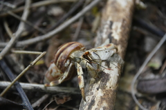 Coenobita violascens