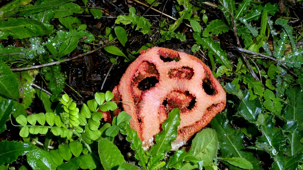 Clathrus ruber · November 2025 · photo: © patricklm35 (iNaturalist, cc0)