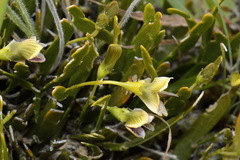Carmichaelia corrugata
