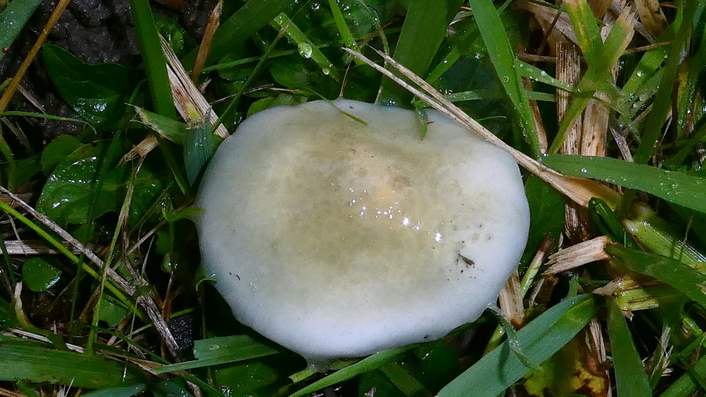 Stropharia pseudocyanea · November 2025 · photo: © patricklm35 (iNaturalist, cc0)