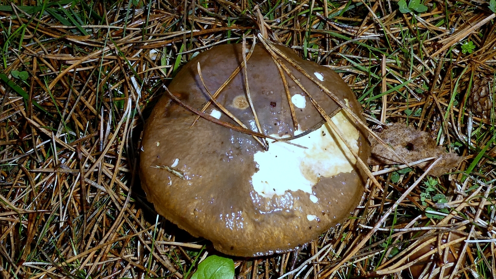 Suillus luteus · November 2025 · photo: © patricklm35 (iNaturalist, cc0)