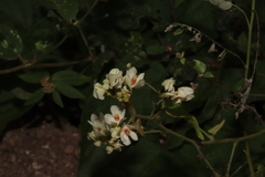 Antigonon flavescens