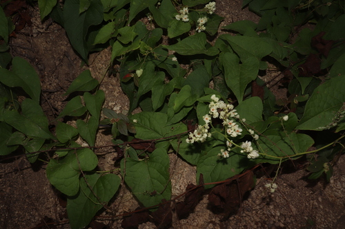 Image of Antigonon Flavescens (Antigonon flavescens) by (c) alejandrozab, some rights reserved (CC BY)