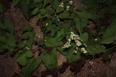 Antigonon flavescens