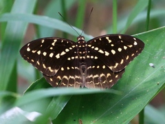 Lexias canescens