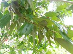 Mallotus philippensis