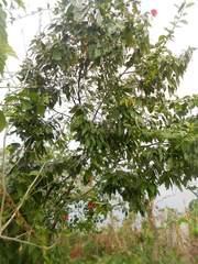 Mallotus philippensis