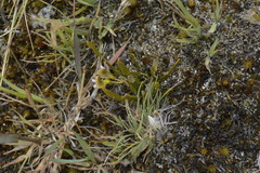 Carmichaelia corrugata