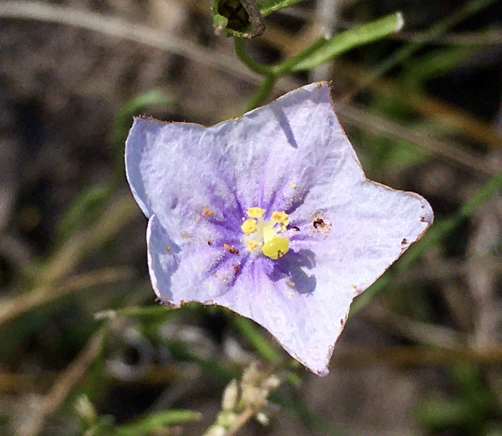 Nierembergia aristata