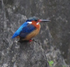 Corythornis vintsioides