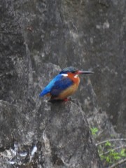 Corythornis vintsioides