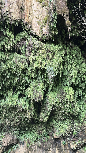 black maidenhair fern
