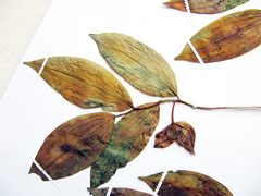 Polygonatum involucratum
