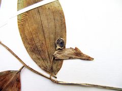 Polygonatum involucratum
