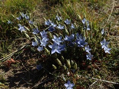 Lomatogonium carinthiacum