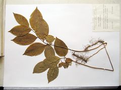 Polygonatum involucratum