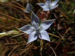 Lomatogonium carinthiacum