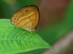 Mycalesis anapita