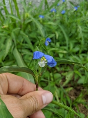 Commelina