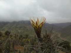 Trichocereus deserticola
