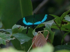 Papilio palinurus