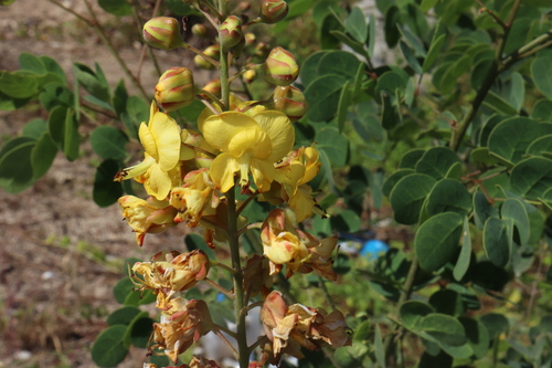 Image of Tara cacalaco by (c) alejandrozab, some rights reserved (CC BY)
