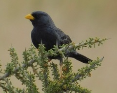 Rhopospina carbonaria