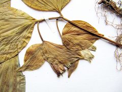 Polygonatum involucratum