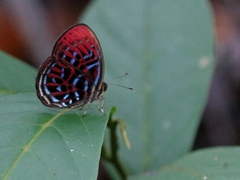 Paralaxita damajanti