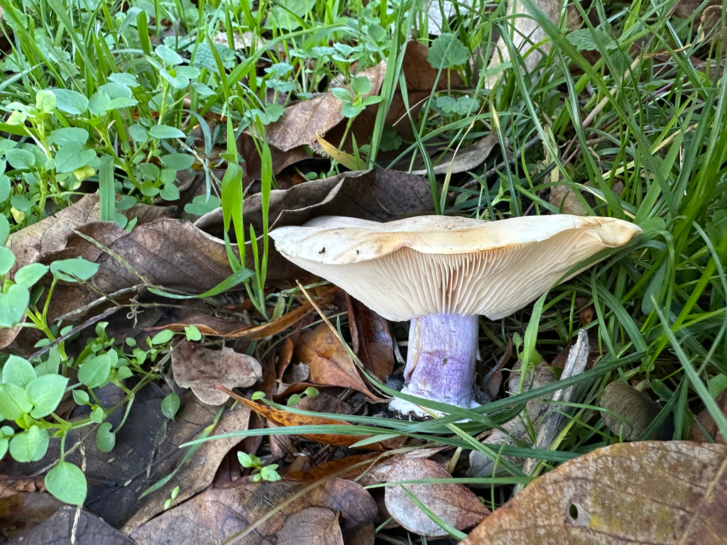 Collybia personata · November 2025 · photo: © csaba_eotvos (iNaturalist, cc-by)