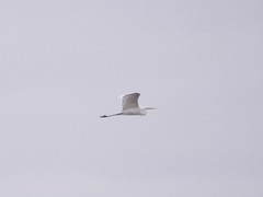 Ardea alba alba