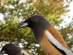 Dendrocitta vagabunda