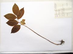 Polygonatum involucratum