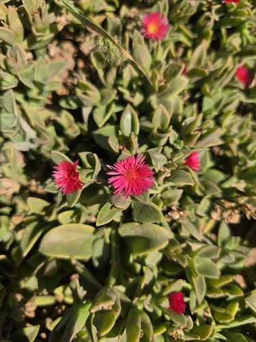 heart-leaf ice plant