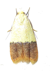 Odites natalensis