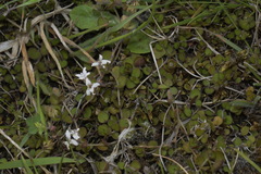 Mentha cunninghamii