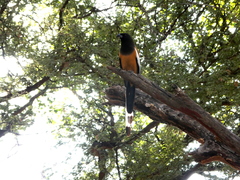Dendrocitta vagabunda