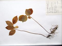 Polygonatum involucratum