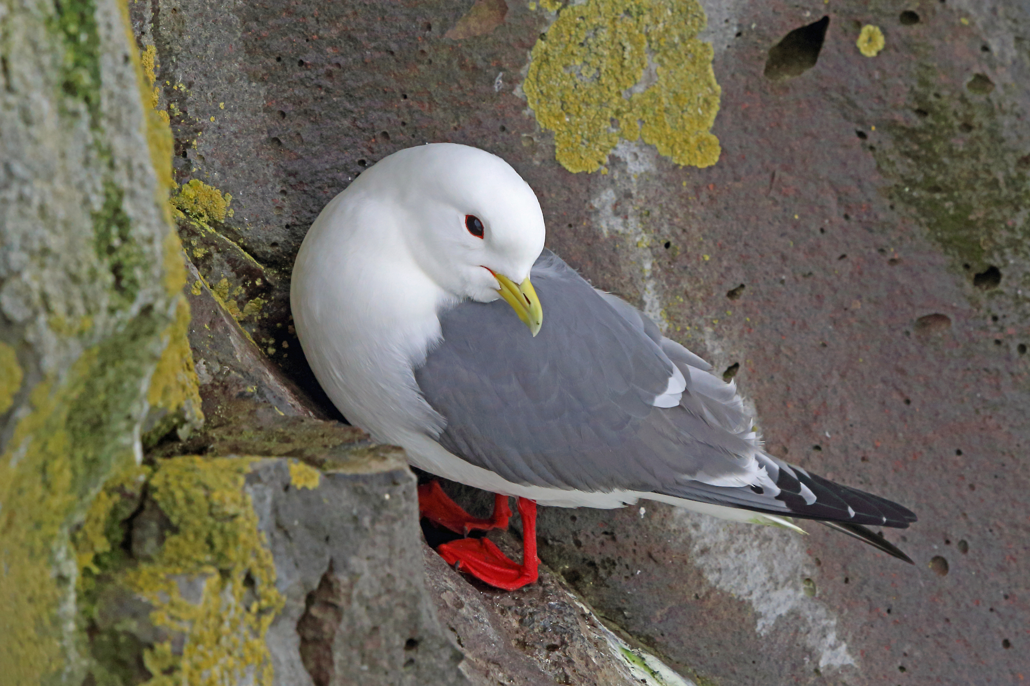 Red-legged Kittiwake illustration
