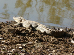 Crocodylus palustris