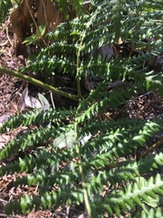 Pteridium