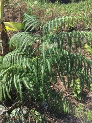 Pteridium