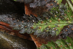 Milesina kriegeriana