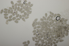 Milesina kriegeriana