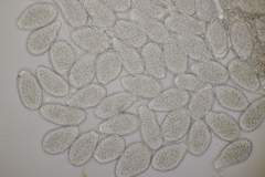 Milesina kriegeriana