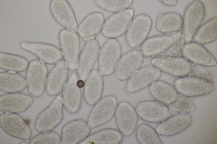 Milesina kriegeriana