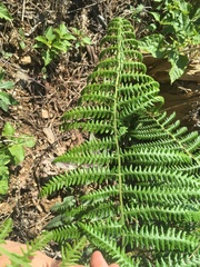 Pteridium