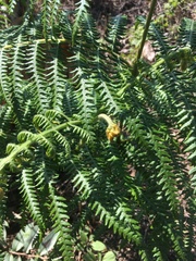 Pteridium